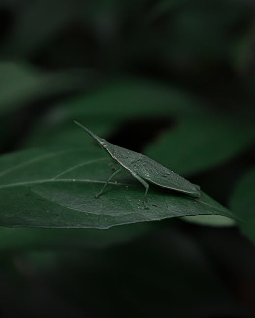 Close-up of a green leaf with a small, leaf-mimicking insect, likely a katydid, resting on its surface. The insect's body and wings blend seamlessly with the leaf's texture and color, showcasing camou