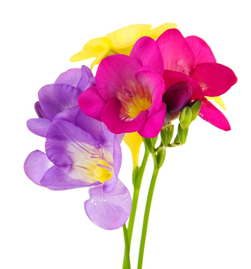 birthday flowers Bouquets