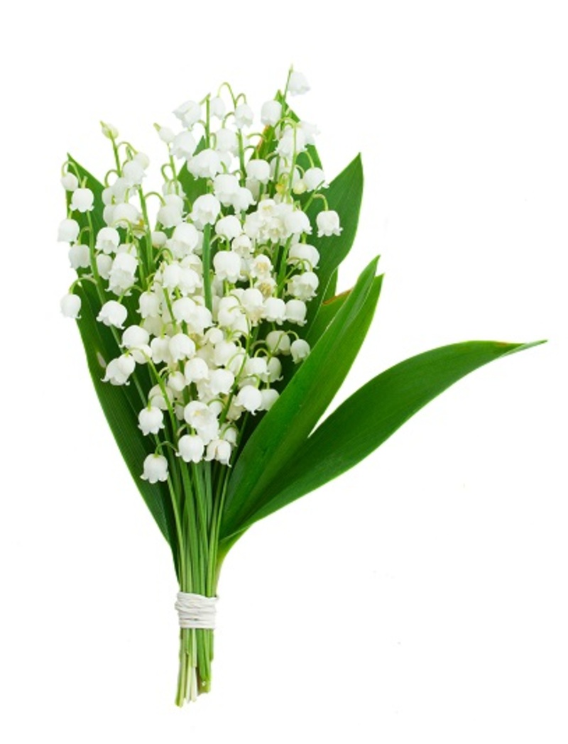 flowers flowers  / fullest flowers