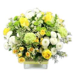 FRESH BLOSSOM